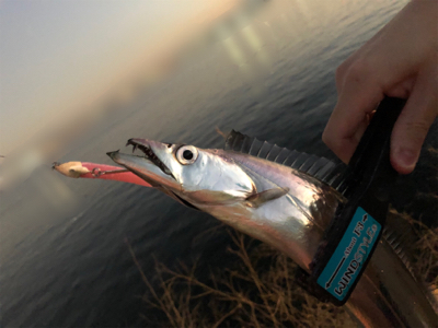 息子がドラゴン獲ったどー(^^)