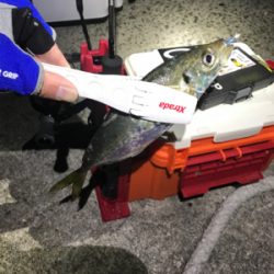 夕マヅメアジング