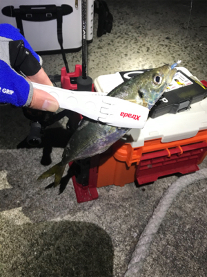 夕マヅメアジング