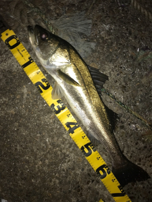 太刀魚多過ぎ！