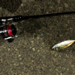 豆アジング タチウオがウヨウヨ