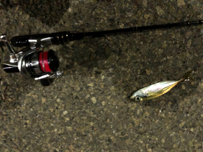 豆アジング タチウオがウヨウヨ