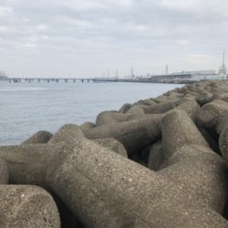 ハマチ？ツバス？？