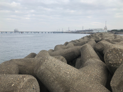 ハマチ？ツバス？？