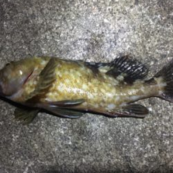 貝塚人工島タチウオ渋い