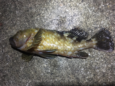 貝塚人工島タチウオ渋い