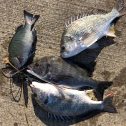 エビ撒き反応よし!