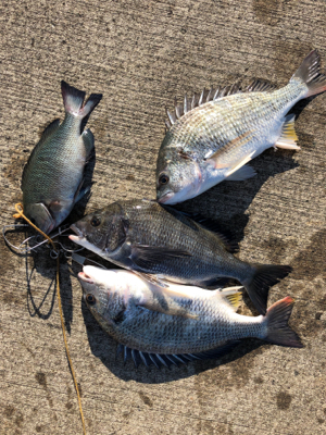 エビ撒き反応よし！