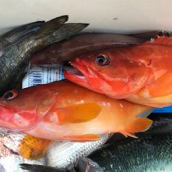 中深海と鯛ラバ