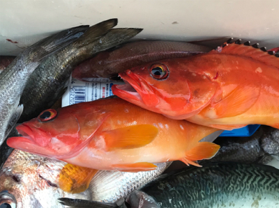 中深海と鯛ラバ