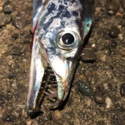 渋〜いタチウオ