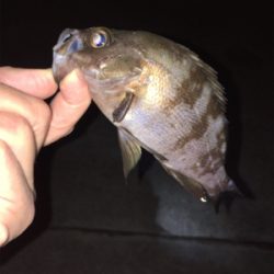 アジング・メバリング