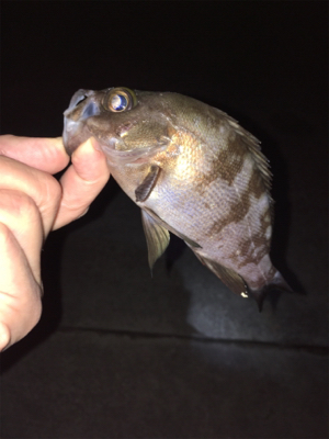 アジング・メバリング