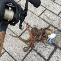 何とかオクトパッシングで坊主逃れ