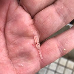 ハイブリットでサヨリが激熱やー!