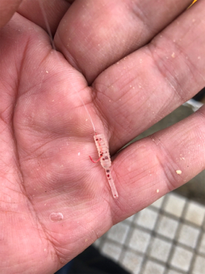 ハイブリットでサヨリが激熱やー!