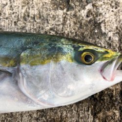 万が一があるならタモ は用意する