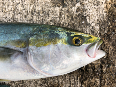 万が一があるならタモ は用意する