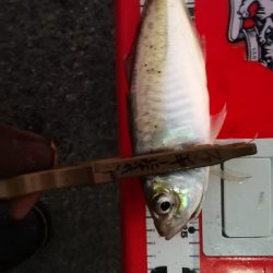 アジング練習 67