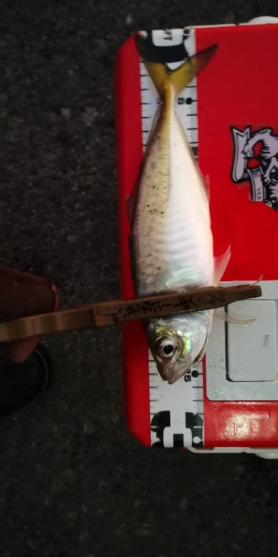 アジング練習 67