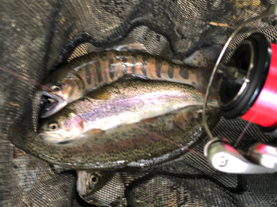 釣れるけど考えて試行錯誤