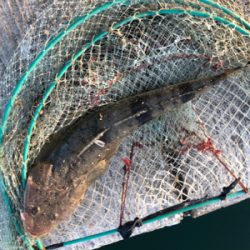 DAISOジグ マゴチ