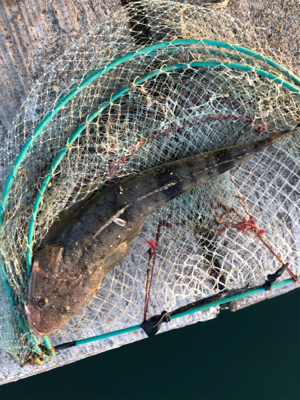 DAISOジグ マゴチ