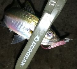 ナイトアジング