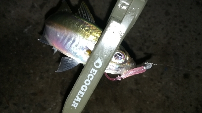 ナイトアジング