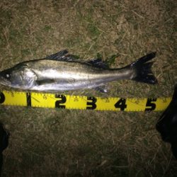 秋の荒食いシーズンが続いています。