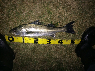 秋の荒食いシーズンが続いています。