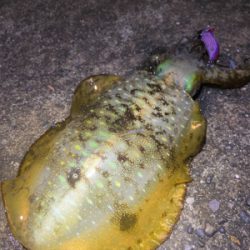 淡路島エギング