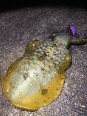 淡路島エギング