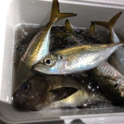 神奈川の友人とアジング