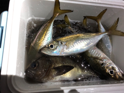 神奈川の友人とアジング