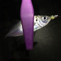 大阪湾奥アジング