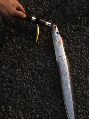 ルアーで太刀魚