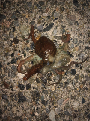 エギングでタコ