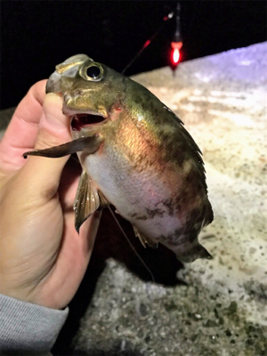 メバル、カレイ狙いで…