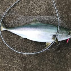 青物とシーバスの釣り分け