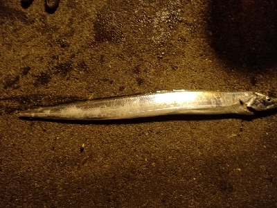 舞洲サーベリング