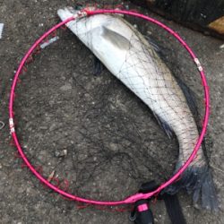 ☆ 大阪南港フェリーターミナル釣果☆