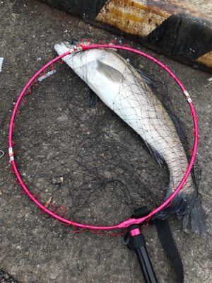 ☆ 大阪南港フェリーターミナル釣果☆