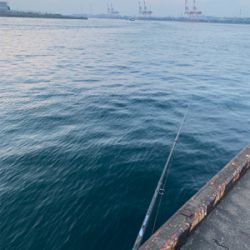 朝まづめ時合いのタチウオ釣り