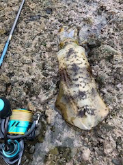 秋いか。終盤かも