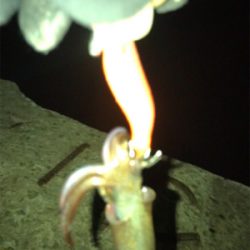 3日振りのヒイカ釣り(^.^)