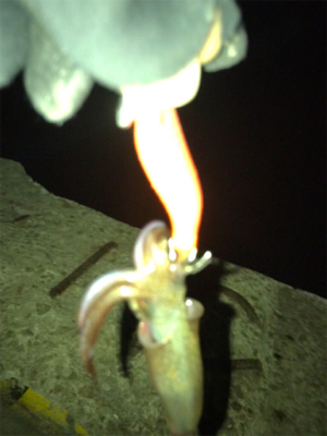 3日振りのヒイカ釣り(^.^)