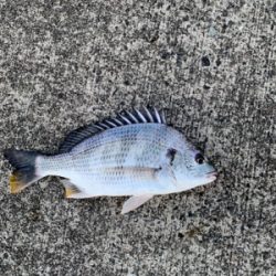 やっと坊主地獄からの脱出