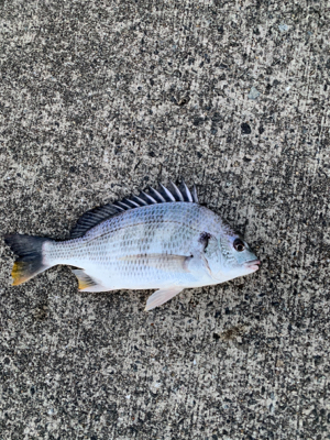 やっと坊主地獄からの脱出