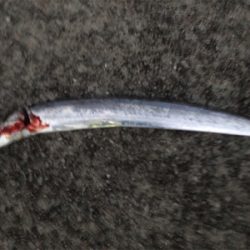 マズメチャレンジ